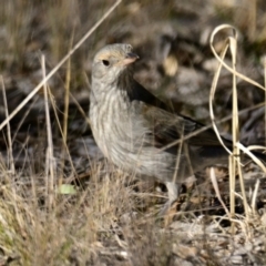 Colluricincla harmonica (Grey Shrikethrush) at Woodstock Nature Reserve - 21 May 2024 by Thurstan