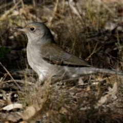 Colluricincla harmonica at Woodstock Nature Reserve - 21 May 2024 10:57 AM