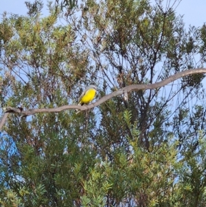 Eopsaltria australis at Uriarra Village, ACT - 19 May 2024