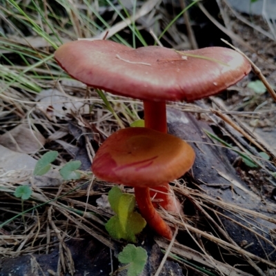 Unverified Cap on a stem; gills below cap [mushrooms or mushroom-like] at Corunna, NSW - 21 May 2024 by Teresa