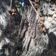 Eucalyptus nortonii at Cooma North Ridge Reserve - 21 May 2024