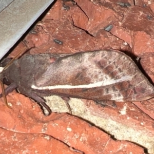 Oxycanus australis at Holt, ACT - suppressed