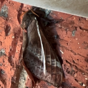 Oxycanus australis at Holt, ACT - suppressed