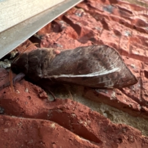 Oxycanus australis at Holt, ACT - suppressed