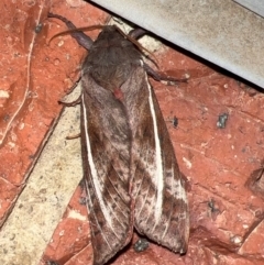 Oxycanus australis at Holt, ACT - suppressed