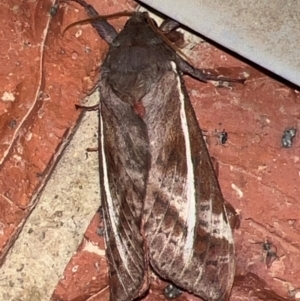 Oxycanus australis at Holt, ACT - suppressed