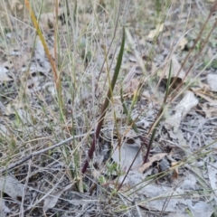 Thelymitra (genus) (sun orchids) at Isaacs Ridge and Nearby - 21 May 2024 by Mike