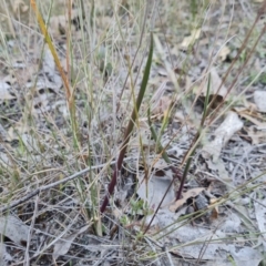 Thelymitra sp. (A Sun Orchid) at Isaacs Ridge and Nearby - 21 May 2024 by Mike