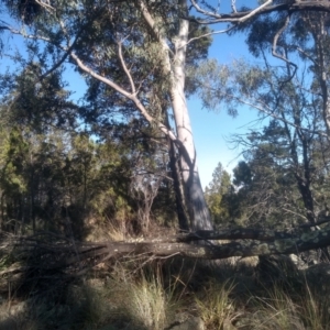 Eucalyptus rossii at Cooma North Ridge Reserve - 21 May 2024