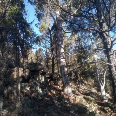 Eucalyptus rossii (Inland Scribbly Gum) at Cooma North Ridge Reserve - 21 May 2024 by mahargiani