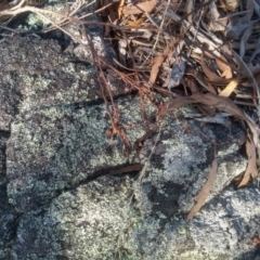 Eucalyptus rossii at Cooma North Ridge Reserve - 21 May 2024