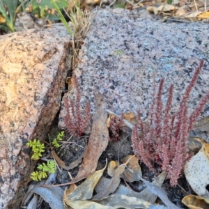 Crassula sieberiana at Birrigai - 20 May 2024 10:51 AM