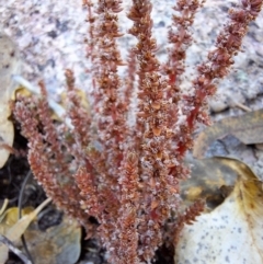 Crassula sieberiana at Birrigai - 20 May 2024 10:51 AM