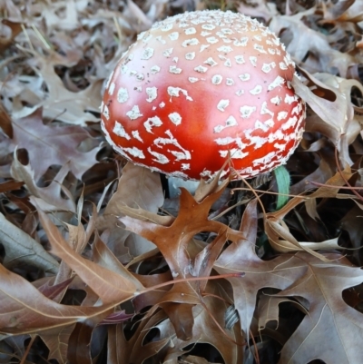 Amanita muscaria (Fly Agaric) at Kenny, ACT - 18 May 2024 by MPW