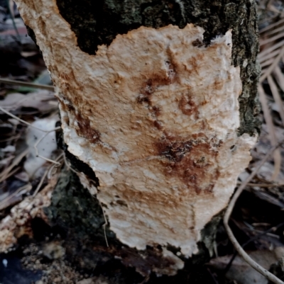 Unidentified Other fungi on wood at Corunna, NSW - 21 May 2024 by Teresa