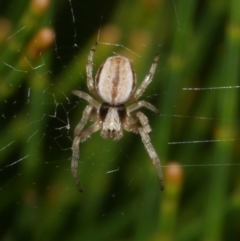 Araneus dimidiatus at WendyM's farm at Freshwater Ck. - 7 Apr 2023 by WendyEM