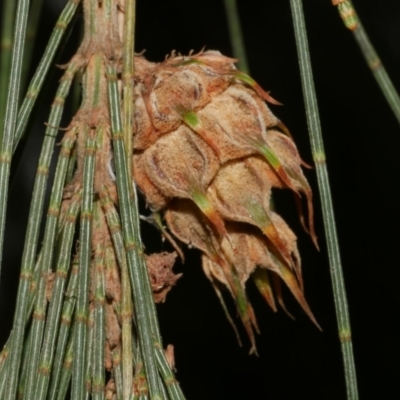 Cylindrococcus sp. (genus) at WendyM's farm at Freshwater Ck. - 7 Apr 2023 by WendyEM