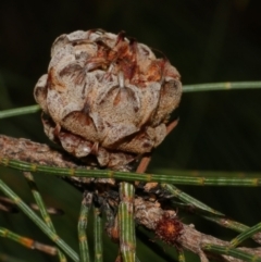 Cylindrococcus sp. (genus) at WendyM's farm at Freshwater Ck. - 7 Apr 2023 by WendyEM