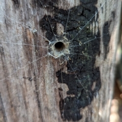 Ariadna sp. (genus) (Tube-dwelling spider) at Tidbinbilla Nature Reserve - 21 May 2024 by HelenCross