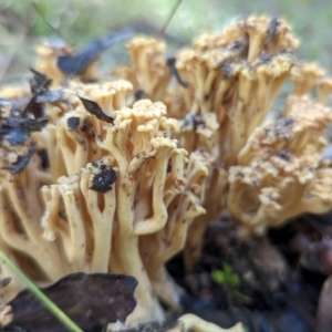 Ramaria sp. at Tidbinbilla Nature Reserve - 21 May 2024 11:12 AM