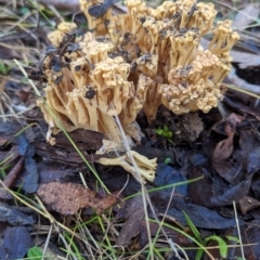 Ramaria sp. at Tidbinbilla Nature Reserve - 21 May 2024 11:12 AM