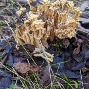 Ramaria sp. (genus) at Tidbinbilla Nature Reserve - 21 May 2024 11:12 AM