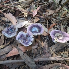 Russula sp. (genus) (Russula) at Tidbinbilla Nature Reserve - 21 May 2024 by HelenCross