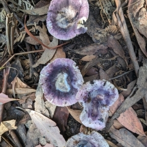 Russula sp. (genus) at Tidbinbilla Nature Reserve - 21 May 2024 11:22 AM