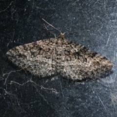 Aponotoreas dascia (Dascia Carpet (Larentiinae)) at WendyM's farm at Freshwater Ck. - 17 Apr 2023 by WendyEM