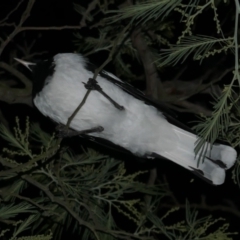 Grallina cyanoleuca (Magpie-lark) at WendyM's farm at Freshwater Ck. - 19 Apr 2023 by WendyEM