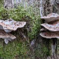 Postia punctata at Tidbinbilla Nature Reserve - 21 May 2024