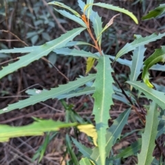 Lomatia myricoides (River Lomatia) at Tidbinbilla Nature Reserve - 21 May 2024 by HelenCross