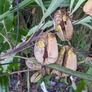 Lomatia myricoides at Tidbinbilla Nature Reserve - 21 May 2024