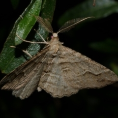 Syneora fractata (Ennominae) at WendyM's farm at Freshwater Ck. - 21 Apr 2023 by WendyEM