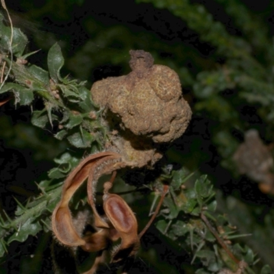 Uromycladium sp. (A gall forming rust fungus) at WendyM's farm at Freshwater Ck. - 21 Apr 2023 by WendyEM