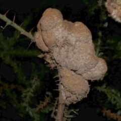 Uromycladium (genus) at WendyM's farm at Freshwater Ck. - 21 Apr 2023 11:34 PM