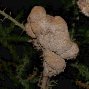 Uromycladium (genus) at WendyM's farm at Freshwater Ck. - 21 Apr 2023 11:34 PM