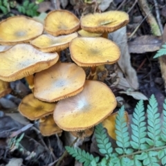 Armillaria luteobubalina (Australian Honey Fungus) at Tidbinbilla Nature Reserve - 21 May 2024 by HelenCross