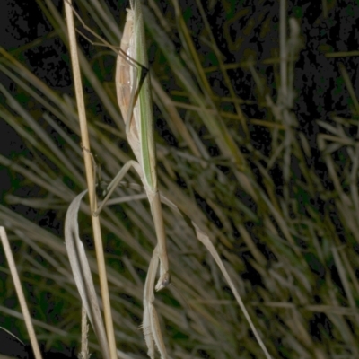 Tenodera australasiae (Purple-winged mantid) at WendyM's farm at Freshwater Ck. - 21 Apr 2023 by WendyEM