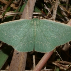 Chlorocoma vertumnaria (Red-fringed Emerald) at WendyM's farm at Freshwater Ck. - 25 Apr 2023 by WendyEM