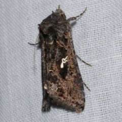 Ctenoplusia limbirena (Scar Bank Gem) at WendyM's farm at Freshwater Ck. - 25 Apr 2023 by WendyEM