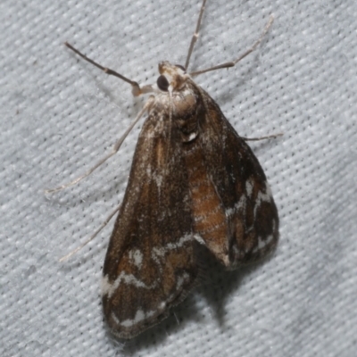 Hygraula nitens (Pond Moth) at WendyM's farm at Freshwater Ck. - 25 Apr 2023 by WendyEM