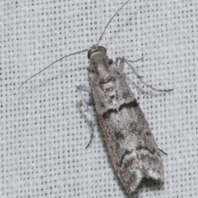 Cryptoblabes euraphella (Cryptoblabes euraphella) at WendyM's farm at Freshwater Ck. - 25 Apr 2023 by WendyEM