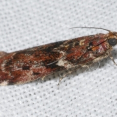 Ephestiopsis oenobarella (a Phycitine moth) at WendyM's farm at Freshwater Ck. - 25 Apr 2023 by WendyEM