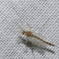 Chironomidae (family) (Non-biting Midge) at WendyM's farm at Freshwater Ck. - 25 Apr 2023 by WendyEM