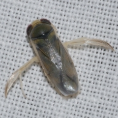 Unidentified Water or Shore Bug (several families) at WendyM's farm at Freshwater Ck. - 25 Apr 2023 by WendyEM