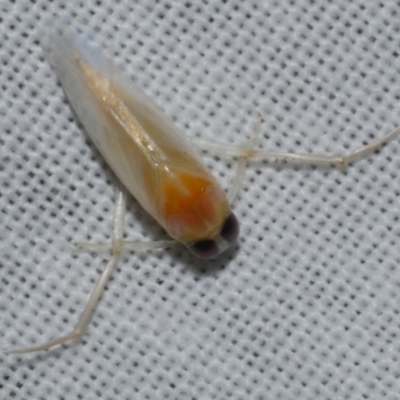 Unidentified Water or Shore Bug (several families) at WendyM's farm at Freshwater Ck. - 25 Apr 2023 by WendyEM