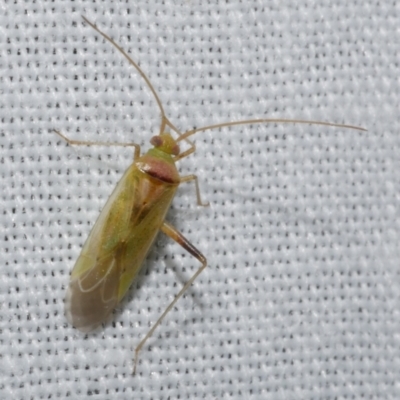 Creontiades dilutus (Green Mirid) at WendyM's farm at Freshwater Ck. - 25 Apr 2023 by WendyEM