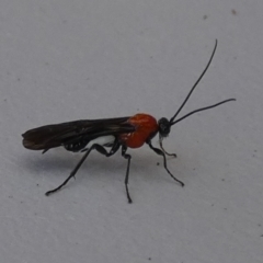 Braconidae (family) at QPRC LGA - suppressed