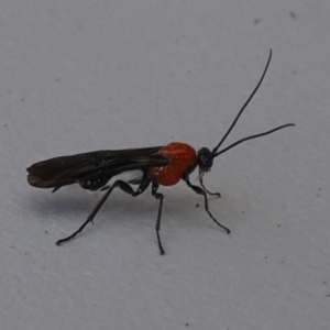 Braconidae (family) at QPRC LGA - suppressed